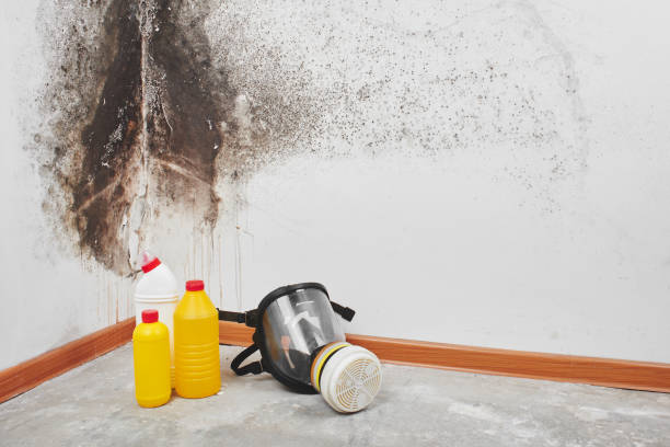 Best Office Mold Removal Services  in Fremont, MI