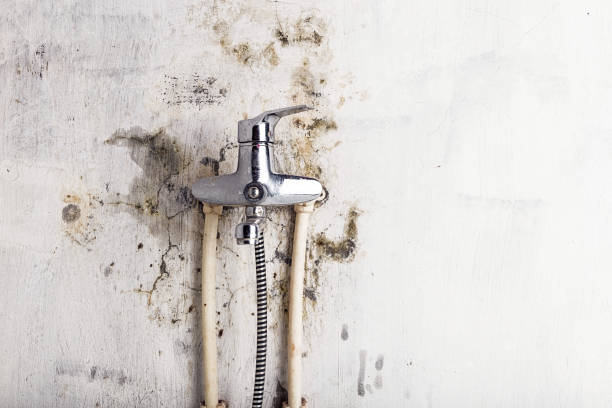 Best Toxic Mold Removal  in Fremont, MI