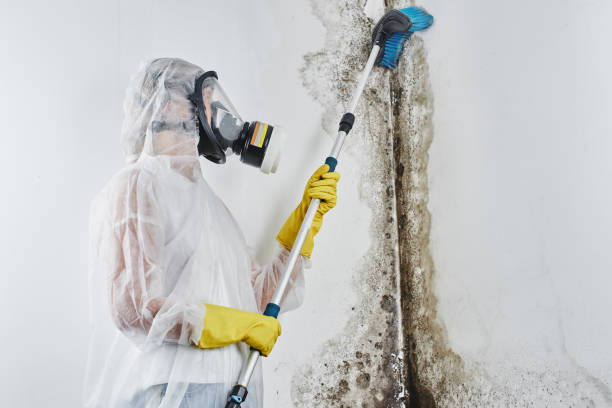 Best Best Mold Removal Companies  in Fremont, MI