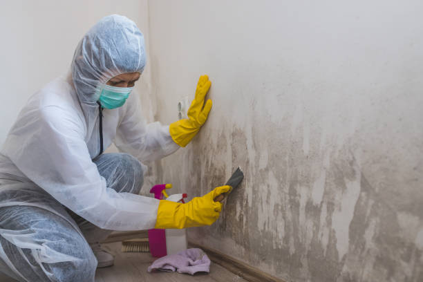 Trusted Fremont, MI Mold Removal Experts