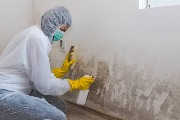 Best Black Mold Removal  in Fremont, MI
