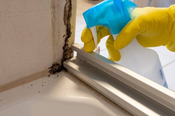 Mold Testing and Removal in Fremont, MI