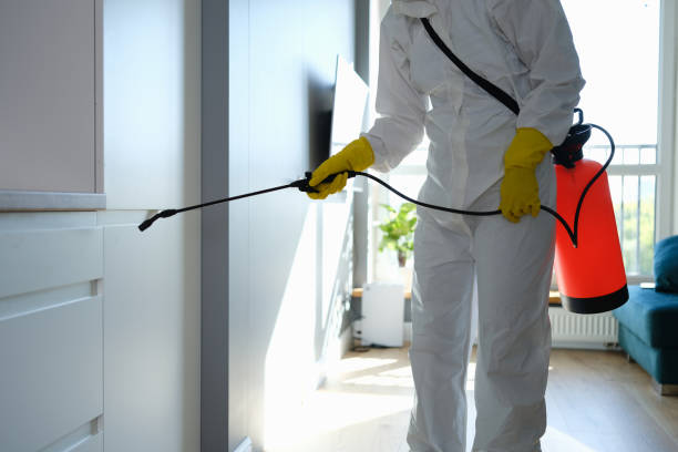 Best Same-Day Mold Removal  in Fremont, MI