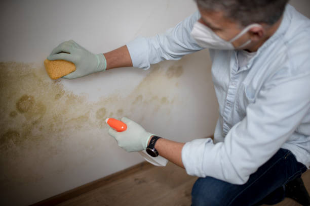 Best Professional Mold Removal  in Fremont, MI