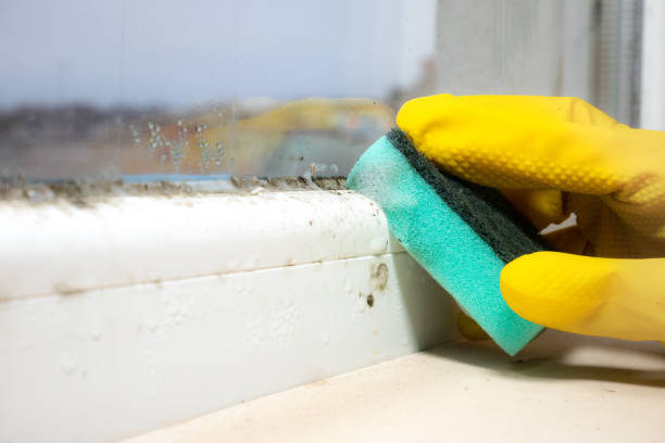 Best Mold Remediation  in Fremont, MI