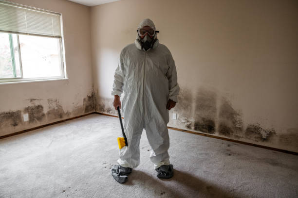 Best Local Mold Removal Service  in Fremont, MI